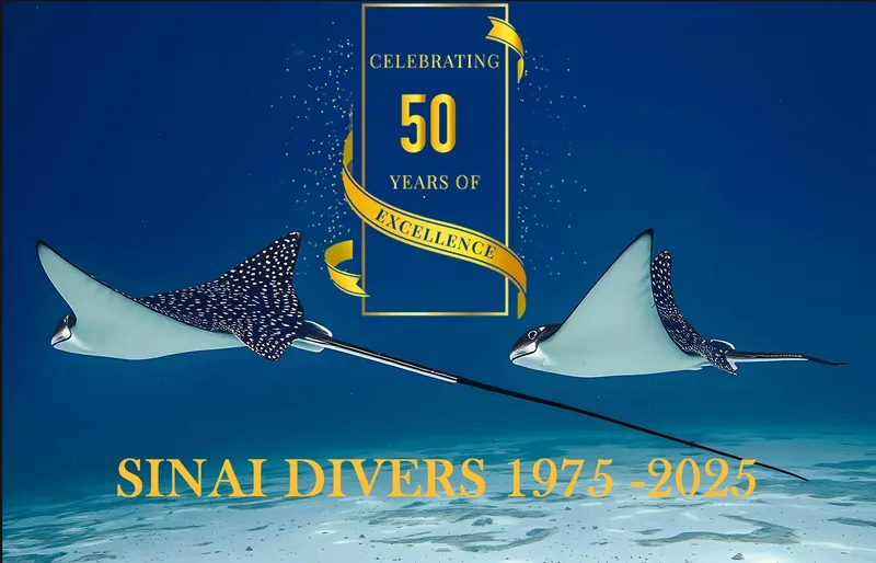 Raies manta évoluent dans l'eau bleue, célébration 50 ans d'excellence