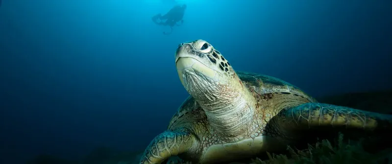 Tortue marine nageant paisiblement, un plongeur en arrière-plan