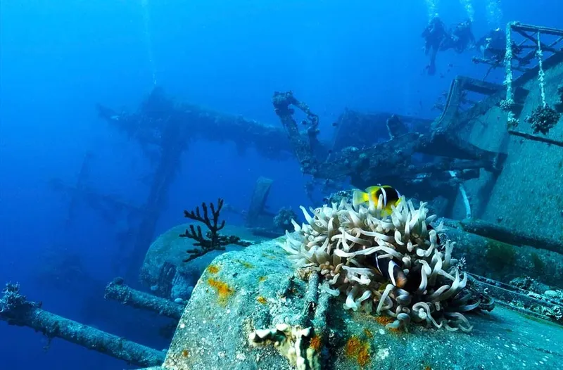 Epave sous-marine colonisée par des coraux et habitée par des poissons