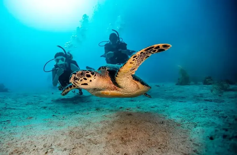 Deux plongeurs nagent avec une tortue de mer dans l'océan