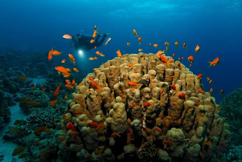 Plongeur explorant un récif corallien peuplé de nombreux poissons colorés