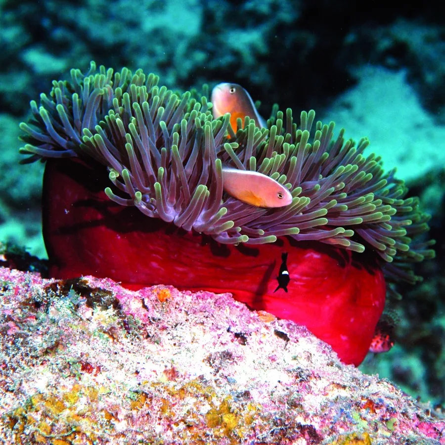 Poissons clowns nageant dans une anémone de mer rouge sur récif corallien