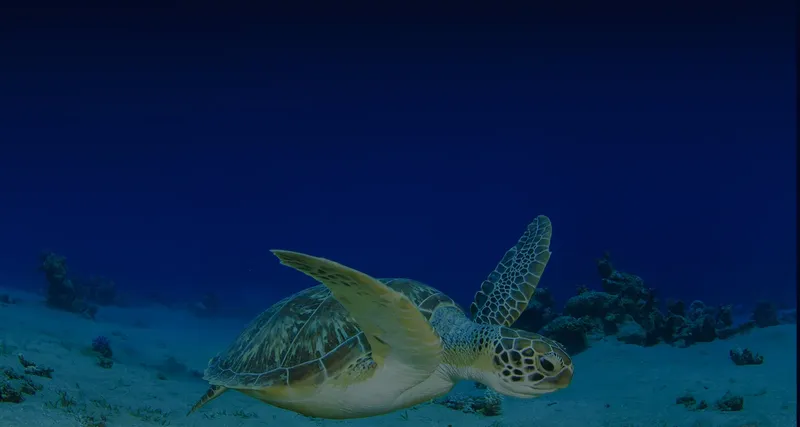 Tortue marine nageant paisiblement dans les eaux bleues du récif corallien