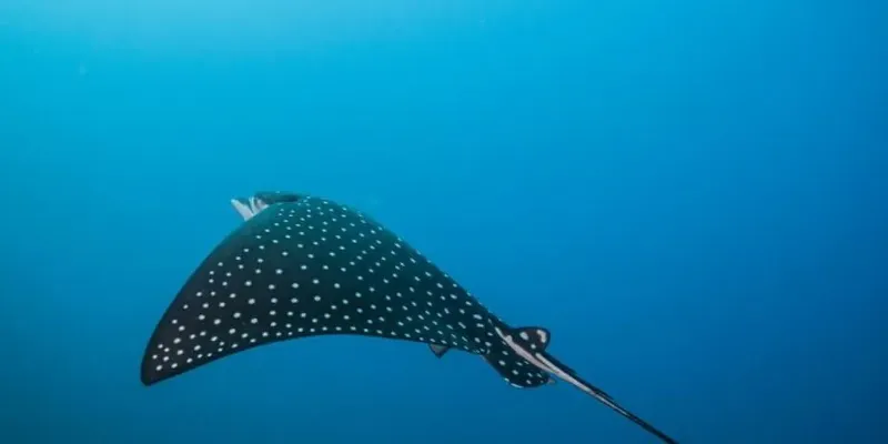 Raie manta nageant gracieusement dans l'eau bleue et limpide