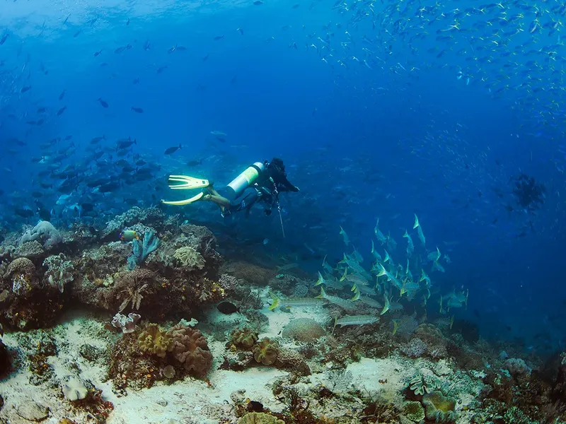Plongeur explorant un récif corallien avec un banc de poissons