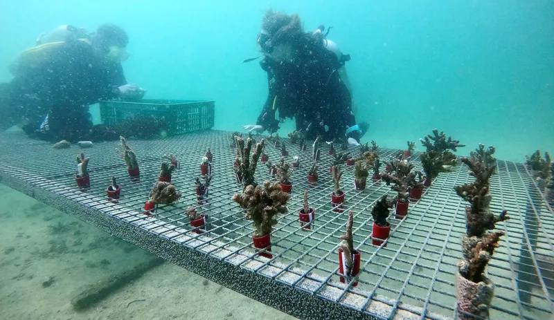 Deux plongeurs travaillent sur une structure de coraux en pots sous-marins