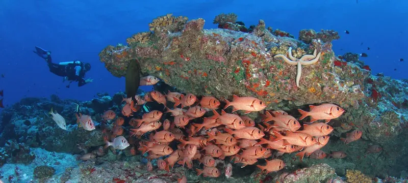 Banc de poissons rouges et plongeur explorant un récif corallien coloré