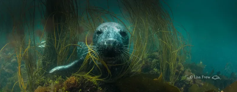 Phoque gris curieux nageant dans une forêt d'algues sous-marine