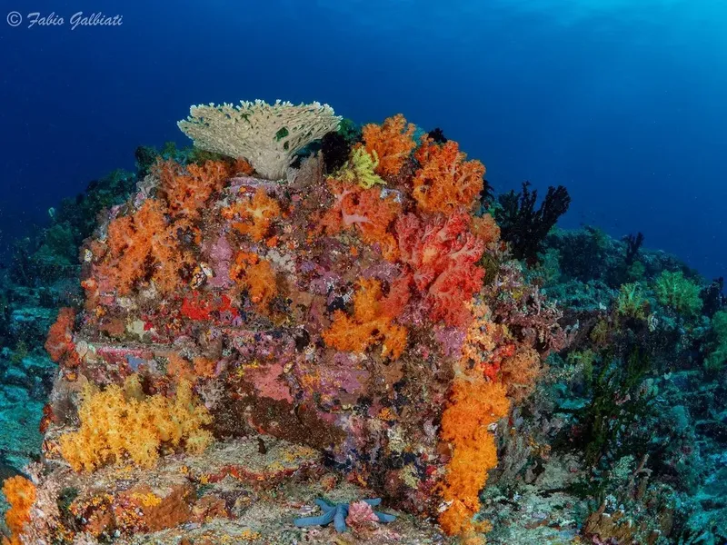 Coraux colorés et gorgones forment un récif sous-marin vibrant