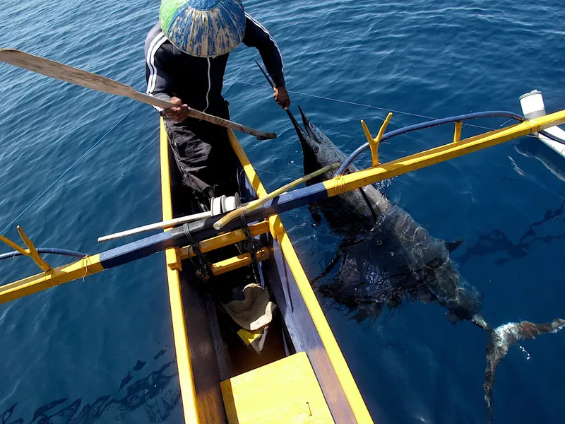 Pêcheur dans une barque jaune, combattant un grand marlin bleu