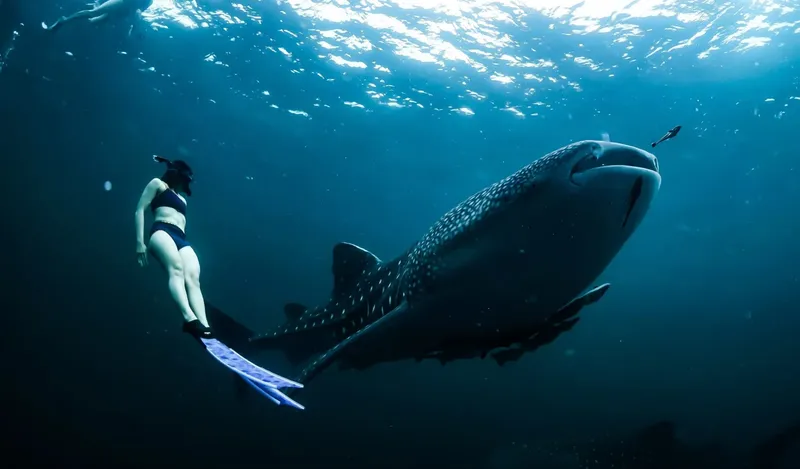 Apnée avec un requin baleine, nageuse et animal sous-marin