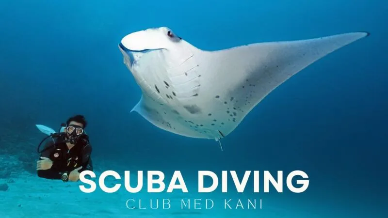 Plongeur et raie manta majestueuse évoluent dans l'eau bleue tropicale