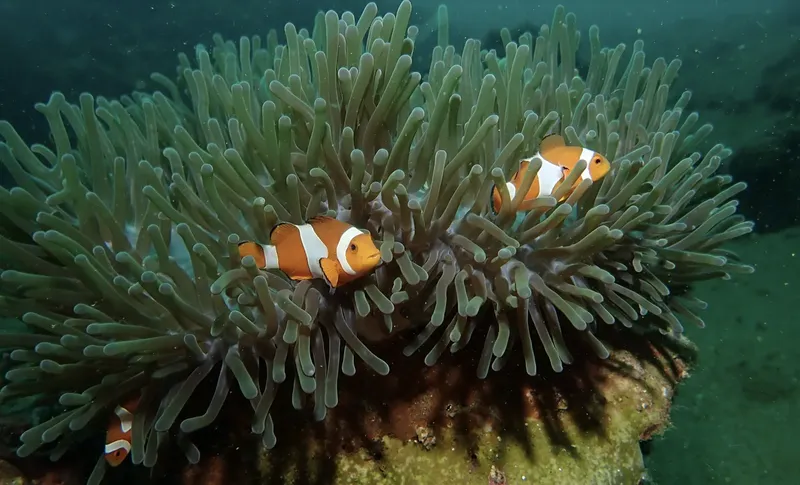Trois poissons clowns se cachent dans une anémone de mer colorée
