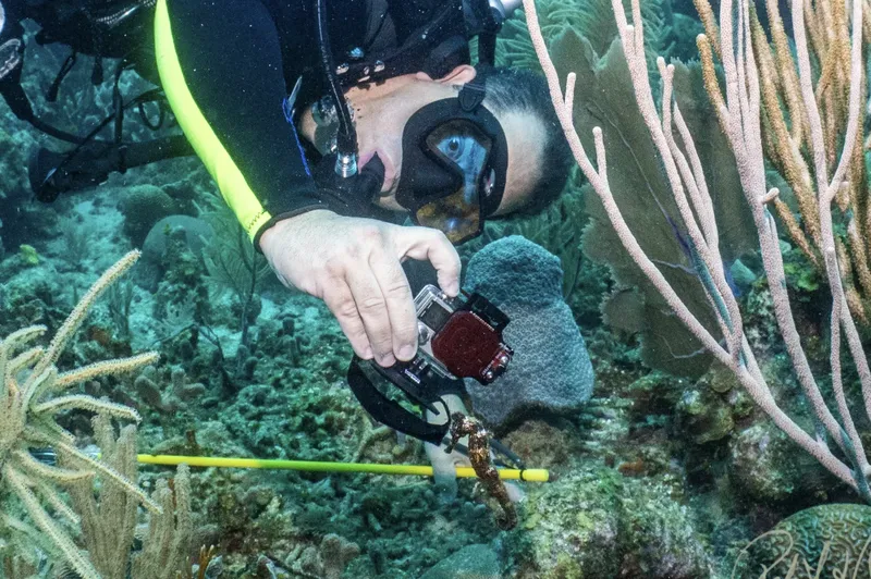 Plongeur photographiant un corail avec un appareil photo sous-marin