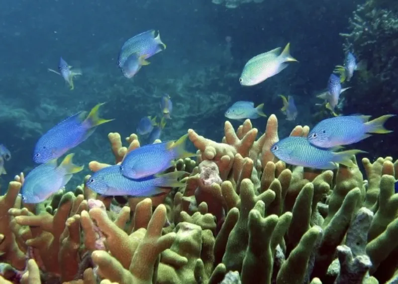 Banc de poissons bleus et jaunes nageant autour de coraux colorés