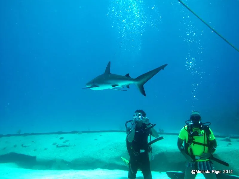 Deux plongeurs observent un requin dans un aquarium bleu clair