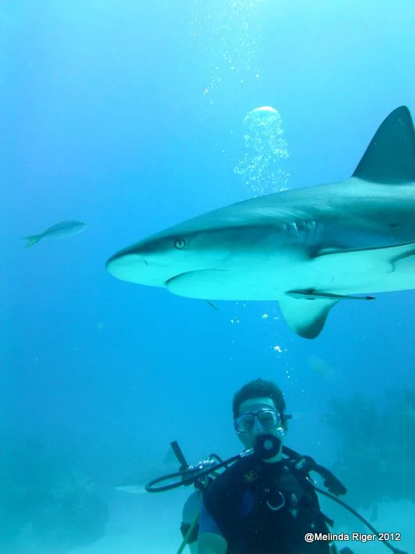 Plongeur face à un requin de récif dans l'eau bleue