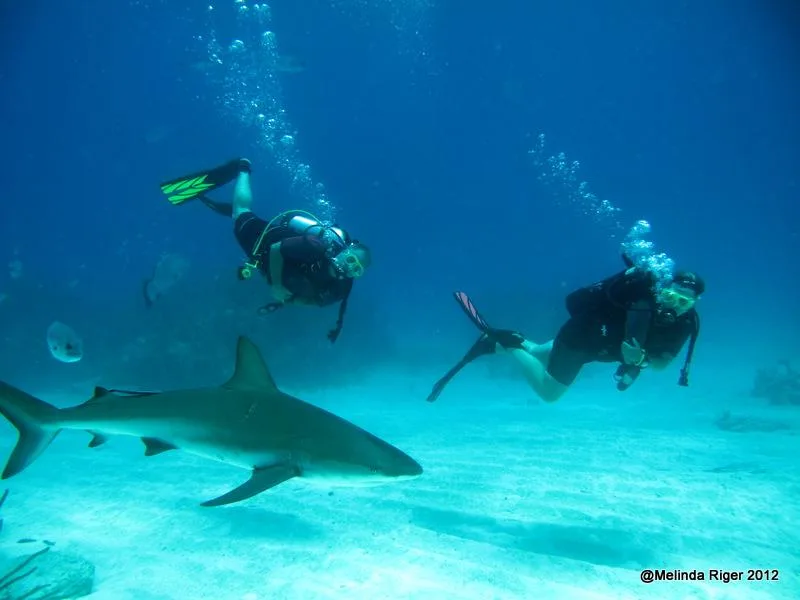 Deux plongeurs explorent un fond marin avec un requin de récif
