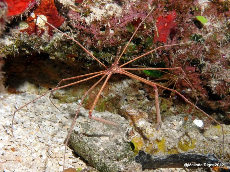 Une étoile de mer fragile sur un fond rocheux et sableux
