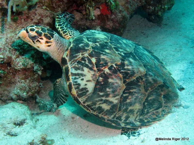 Tortue marine nageant paisiblement au-dessus d'un fond sablonneux et rocheux