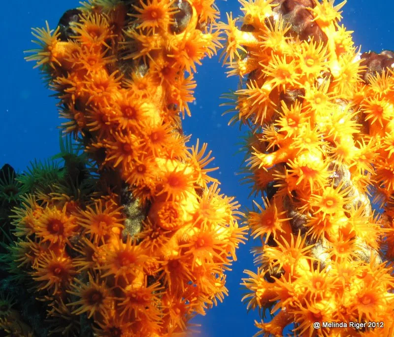Gorgones orange et jaunes, coraux mous, fond bleu clair