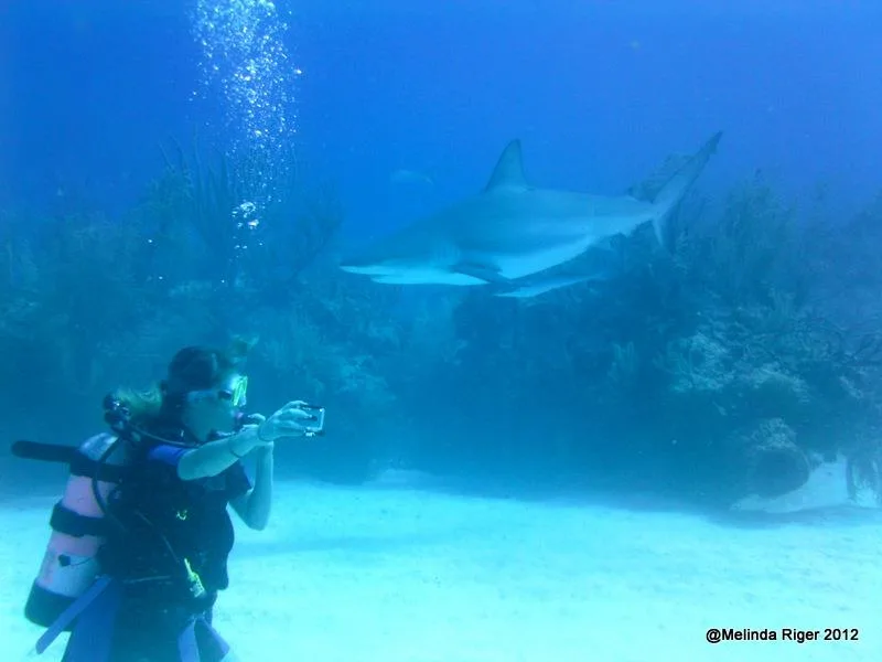 Plongeuse photographiant un requin dans un aquarium ou un milieu marin
