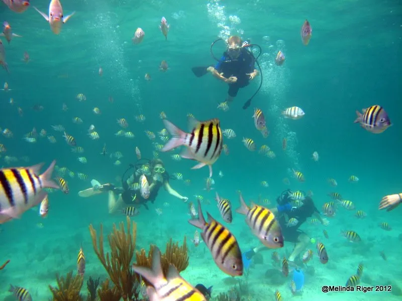 Plongeurs et banc de poissons colorés évoluent dans une eau turquoise