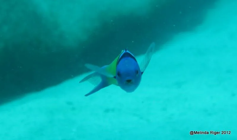 Poisson tropical coloré nageant dans une eau turquoise et claire
