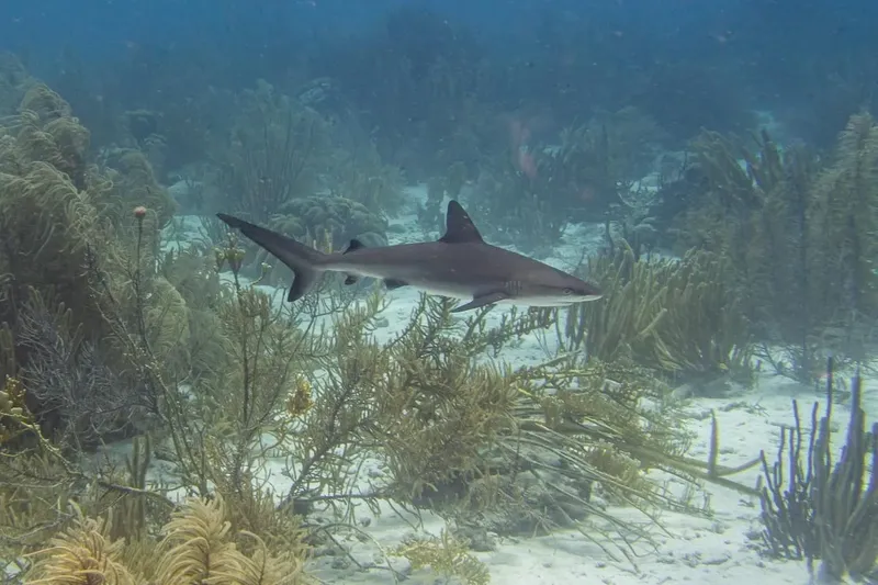 Requin nageant au milieu de coraux et d'algues sous-marines
