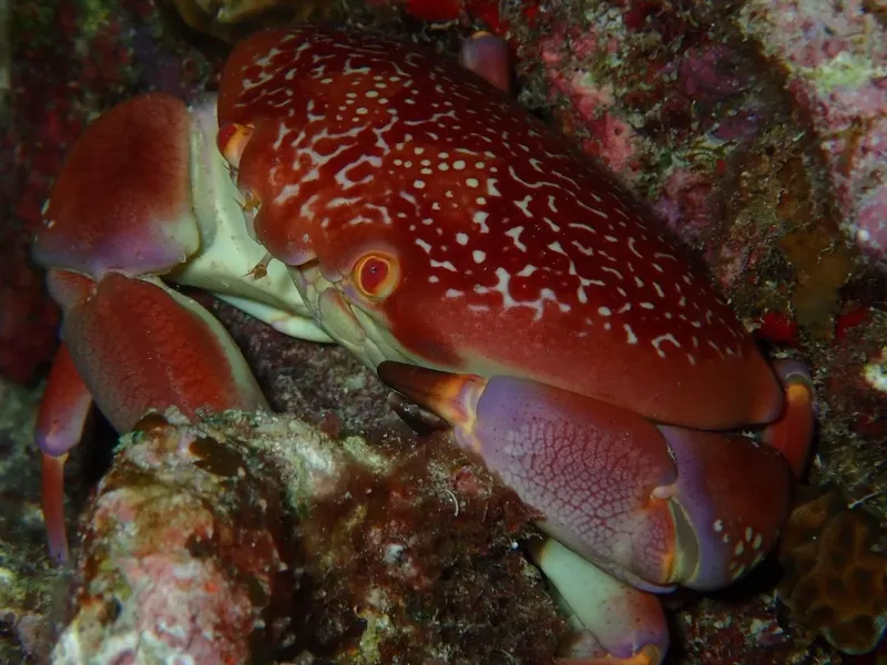 Crabe rouge moucheté sur un fond rocheux corallien coloré