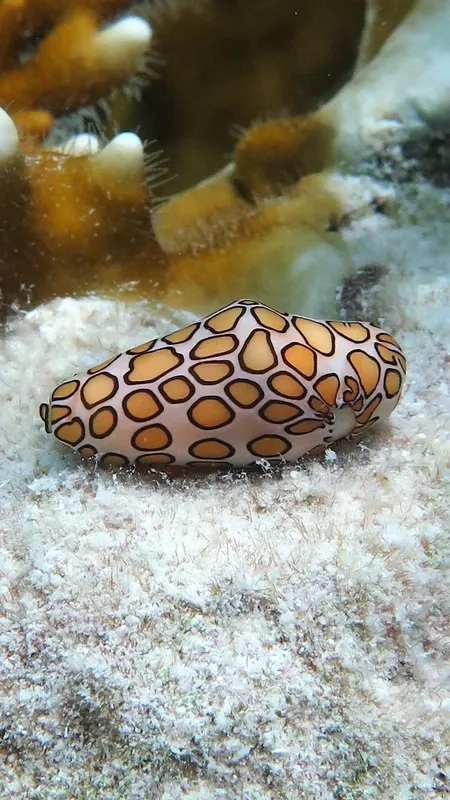 Nudibranche ornée de motifs bruns sur fond sablonneux clair