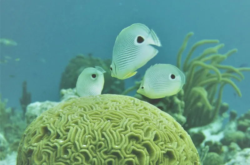 Trois poissons papillons blancs nagent autour d'un corail vert