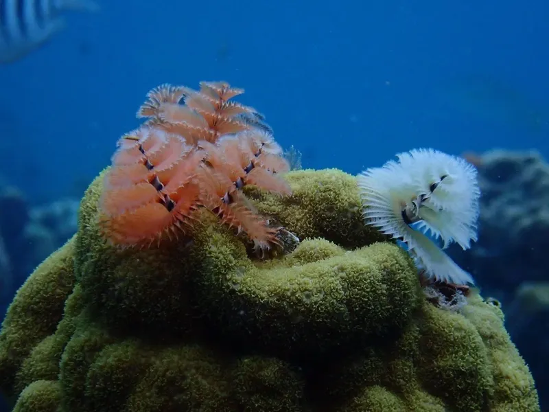 Deux plumes de mer colorées sur un corail sous-marin
