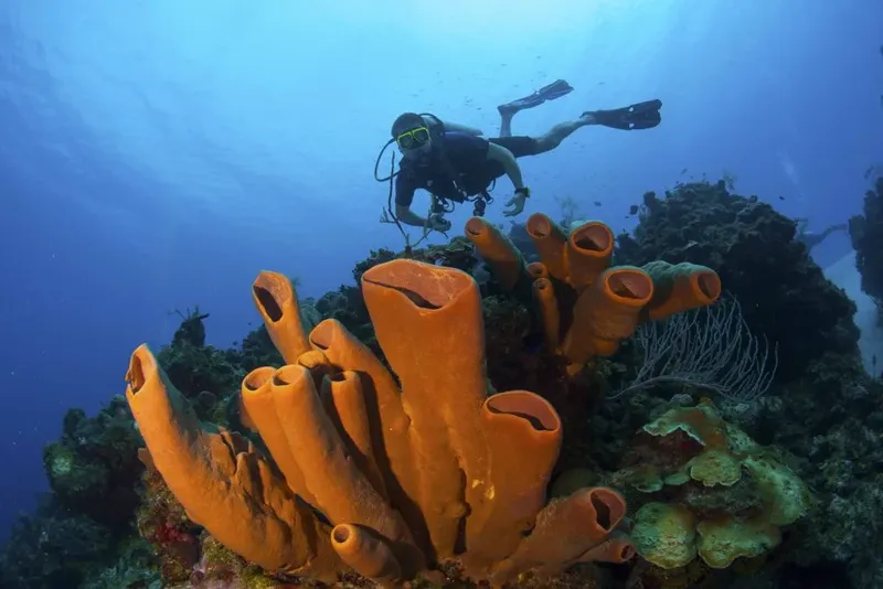 Plongeur explorant un récif corallien avec des éponges orange