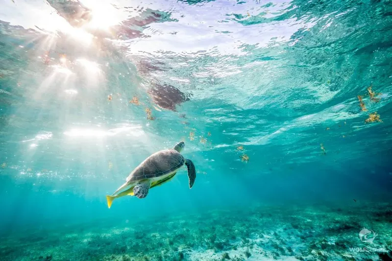 Tortue marine nageant dans une eau turquoise éclairée par le soleil