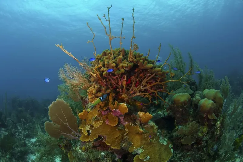 Recif corallien luxuriant avec des poissons tropicaux dans l'eau bleue