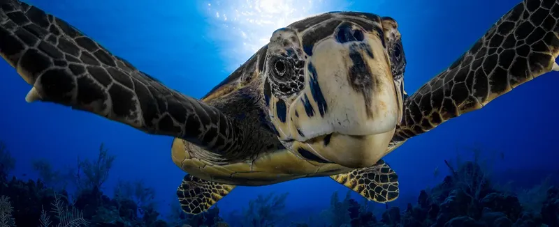 Tortue marine nageant vers la caméra dans un environnement bleu