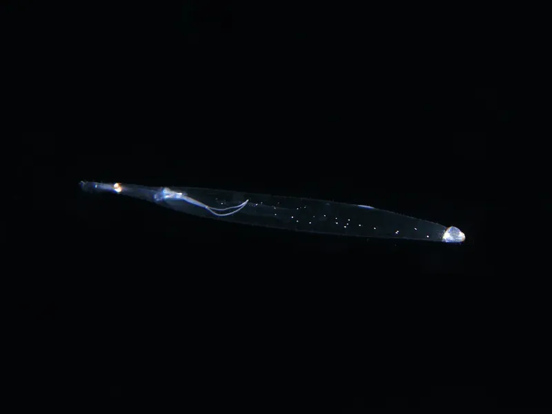 Calmar translucide en pleine eau noire, bioluminescence, corps allongé