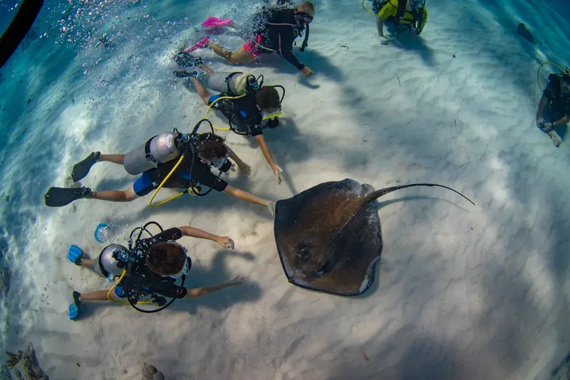 Plongeurs interagissent avec une raie manta dans un environnement sableux clair