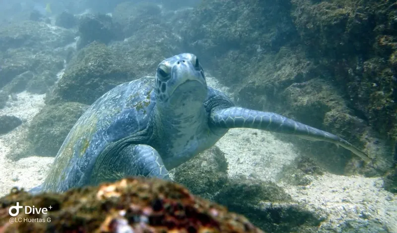 Tortue marine nageant paisiblement dans un environnement sous-marin sablonneux