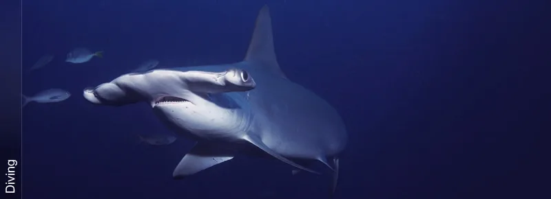 Requin marteau nageant dans les profondeurs bleues de l'océan avec des poissons