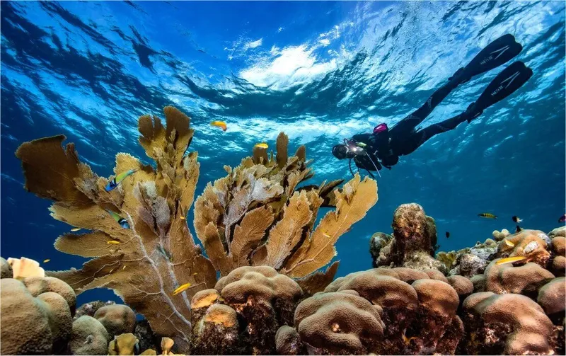 Plongeur explorant un récif corallien avec des poissons colorés