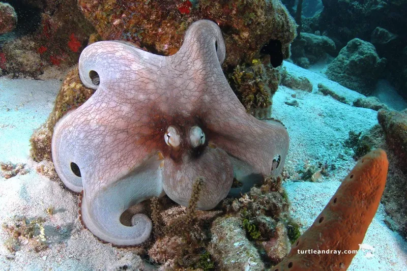 Pieuvre se camouflant sur un récifal corallien en milieu marin
