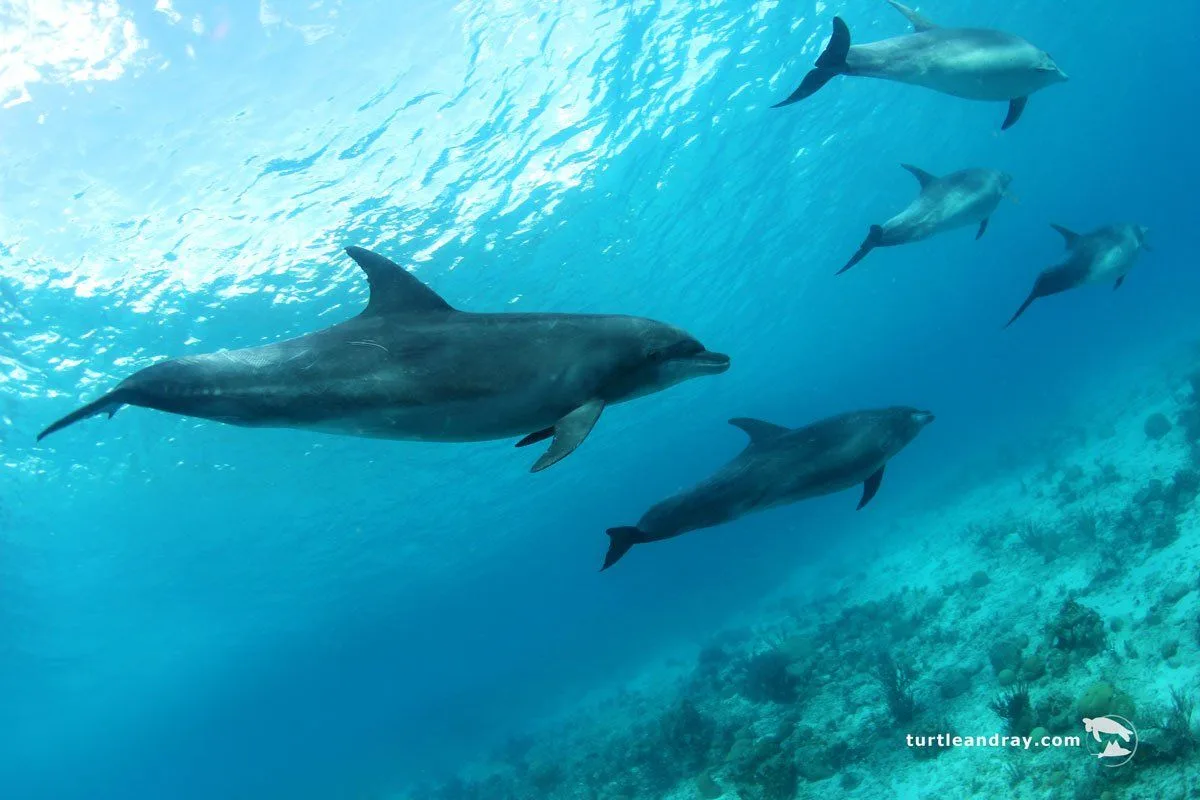 Groupe de dauphins nageant dans une eau turquoise au-dessus d'un récif corallien