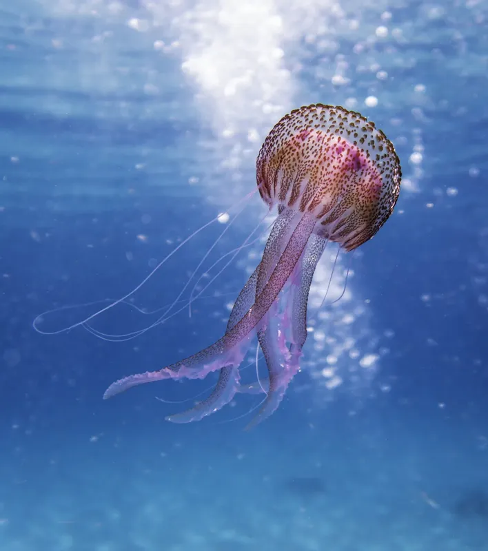 Méduse translucide nageant dans l'eau bleue, lumière du soleil filtrée