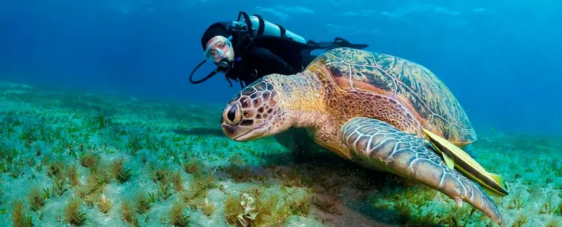 Plongeur nageant à côté d'une grande tortue marine dans l'océan