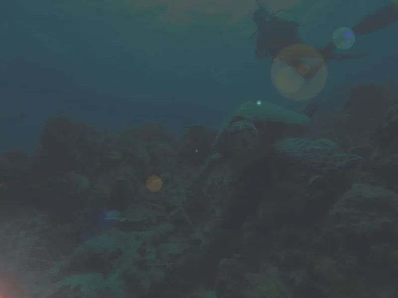 Plongeur explorant un récif corallien avec une tortue marine