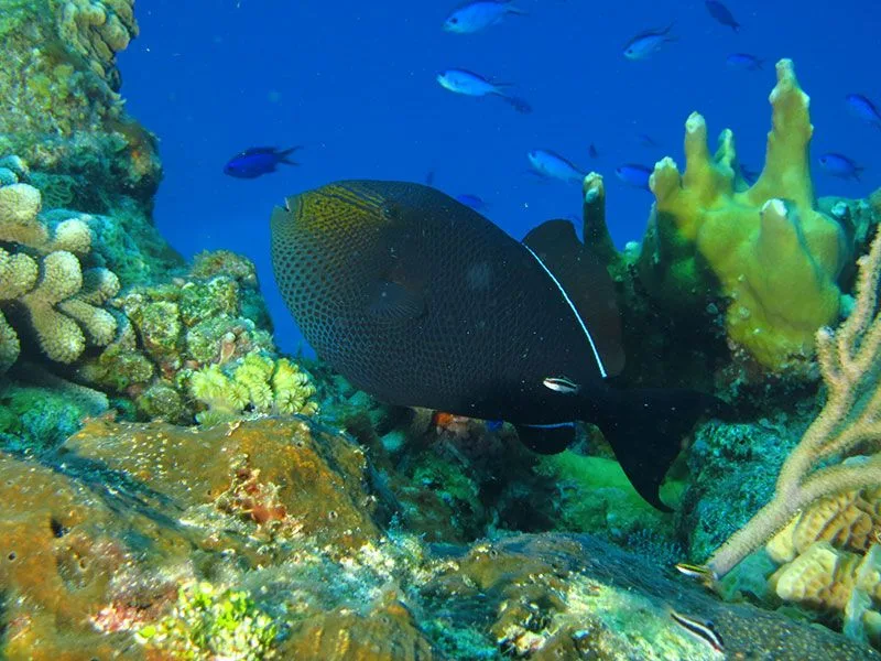 Poisson chirurgien noir et bleu nageant près d'un récif corallien