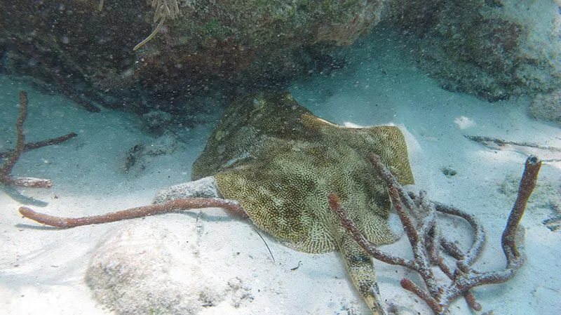 Raie tachetée reposant sur le sable au fond de l'océan