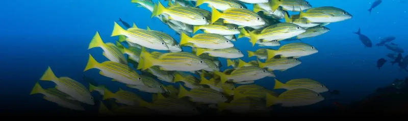 Banc de poissons jaunes nageant en formation sous l'eau claire